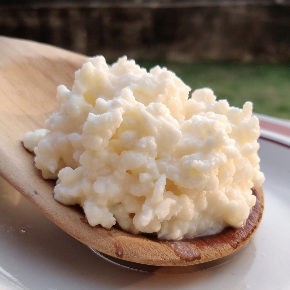 Live Milk Kefir Grains Organic Grass Fed Probiotic Cultures Strong and Fresh